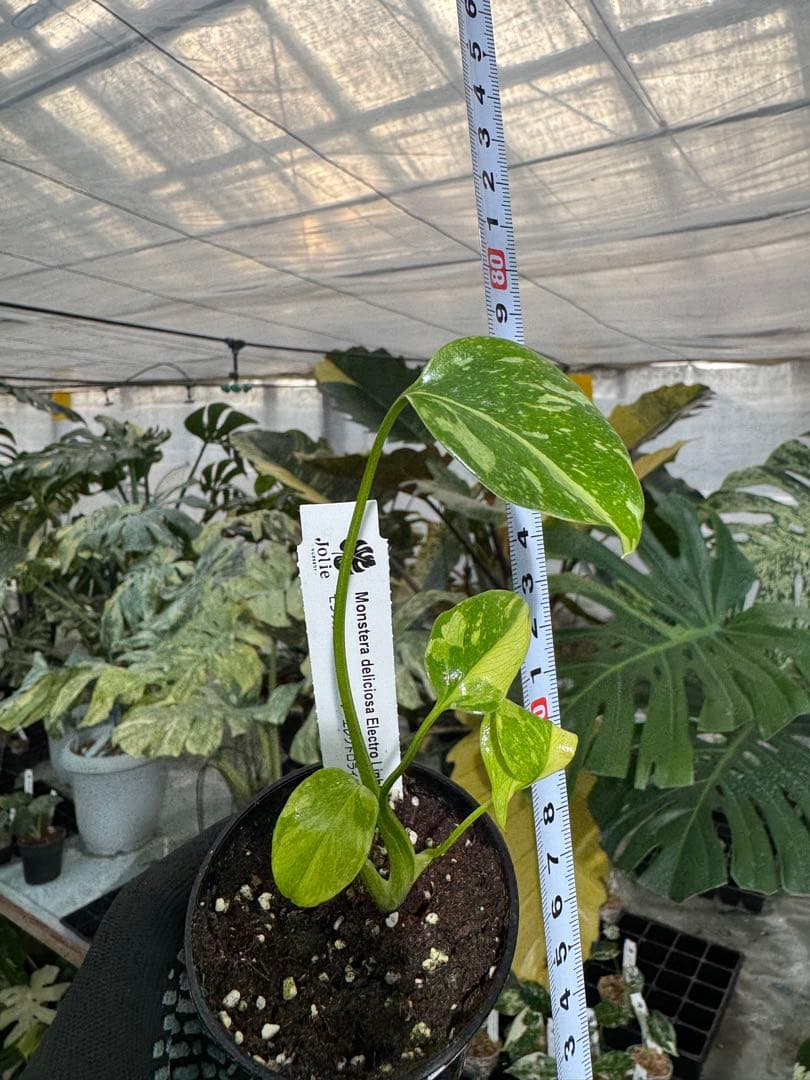 E5モンステラ　エレクトロライト　美斑入り株　送料込み