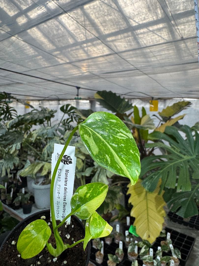 E5モンステラ　エレクトロライト　美斑入り株　送料込み