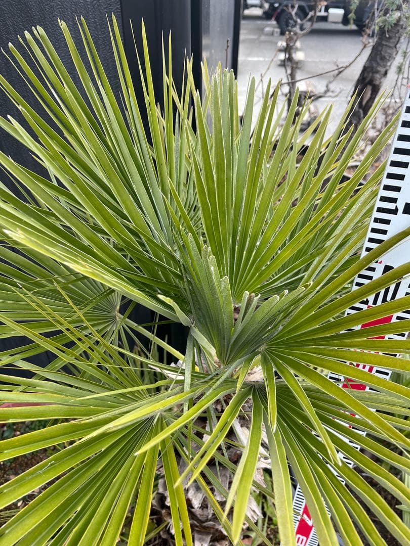 引き取り限定　チャボトウジュロ　チャメロプス　観葉植物 約90cm 黒鉢