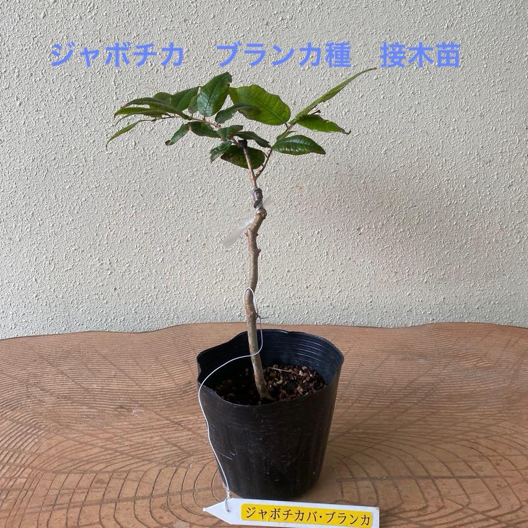 ジャボチカ　ブランカ種　接木苗