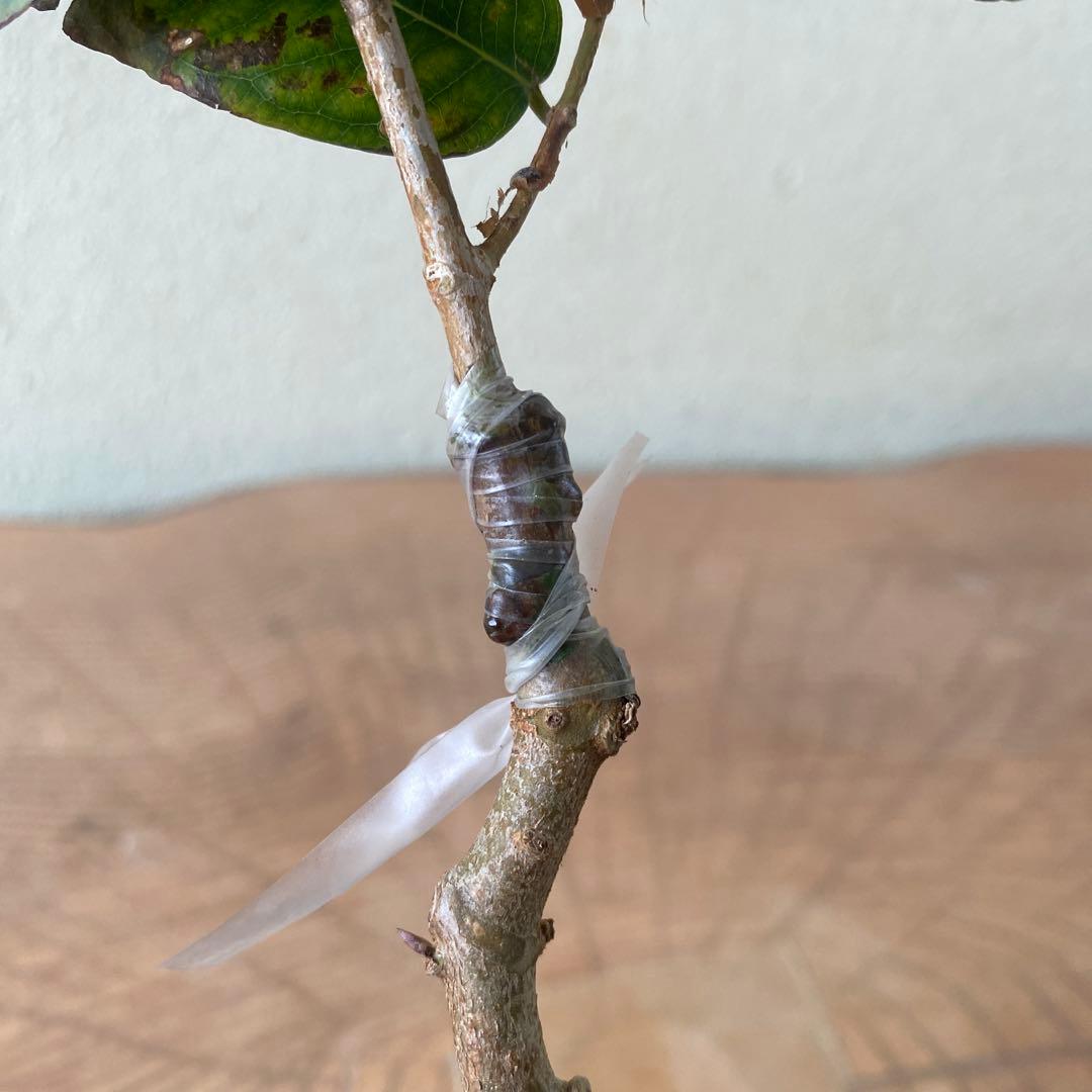 ジャボチカ　ブランカ種　接木苗