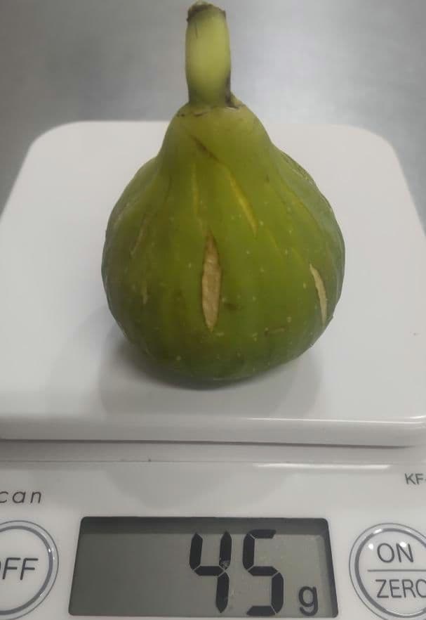 Green Greek（グリーングリーク）　収穫確認済み イチジク苗