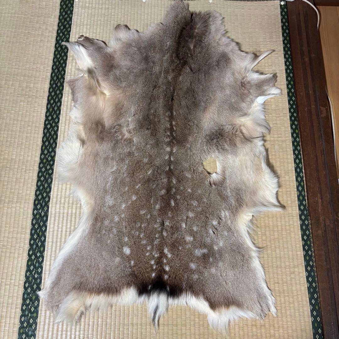 【猟師直送】天然 ニホンジカ 毛皮 鹿革 整理品 剥製 インテリア ラグ