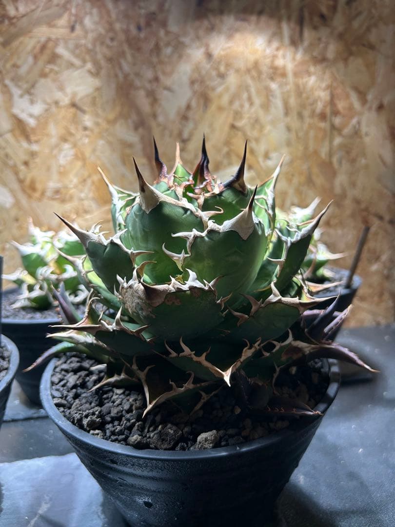 アガベ チタノタ　コンパクタ　親株　大株