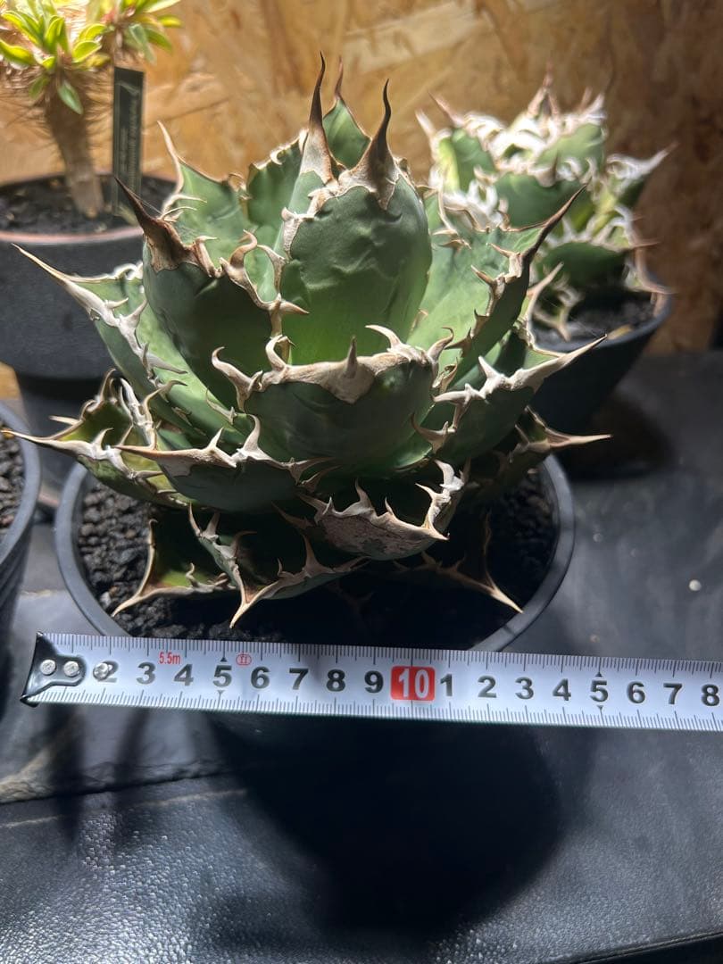 アガベ チタノタ　コンパクタ　親株　大株