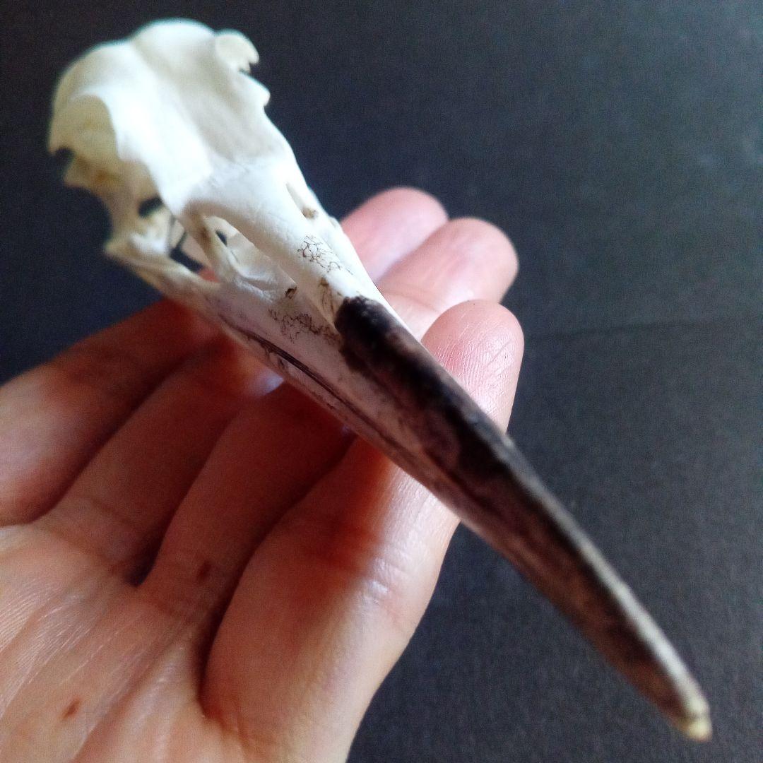 アオサギ　鷺　頭部　頭骨　スカル　極美麗標本