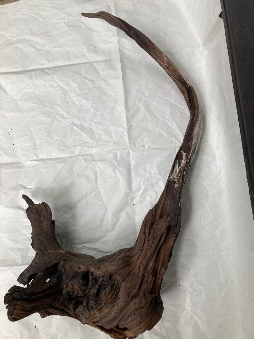 中大型水槽の主役　超ドラマティック流木 約60cm 爬虫類・両生類用レイアウト