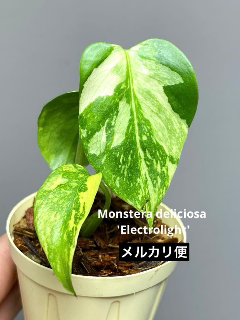 S*L様 ①【超希少‼️】モンステラ　エレクトロライト　斑入り　レア　人気　メル