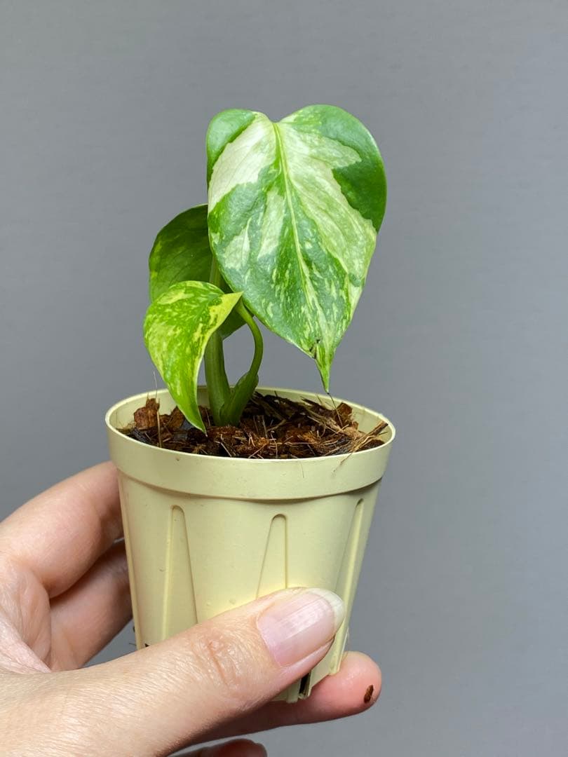 S*L様 ①【超希少‼️】モンステラ　エレクトロライト　斑入り　レア　人気　メル