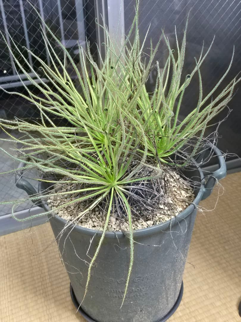 ドロソフィルム　超大株