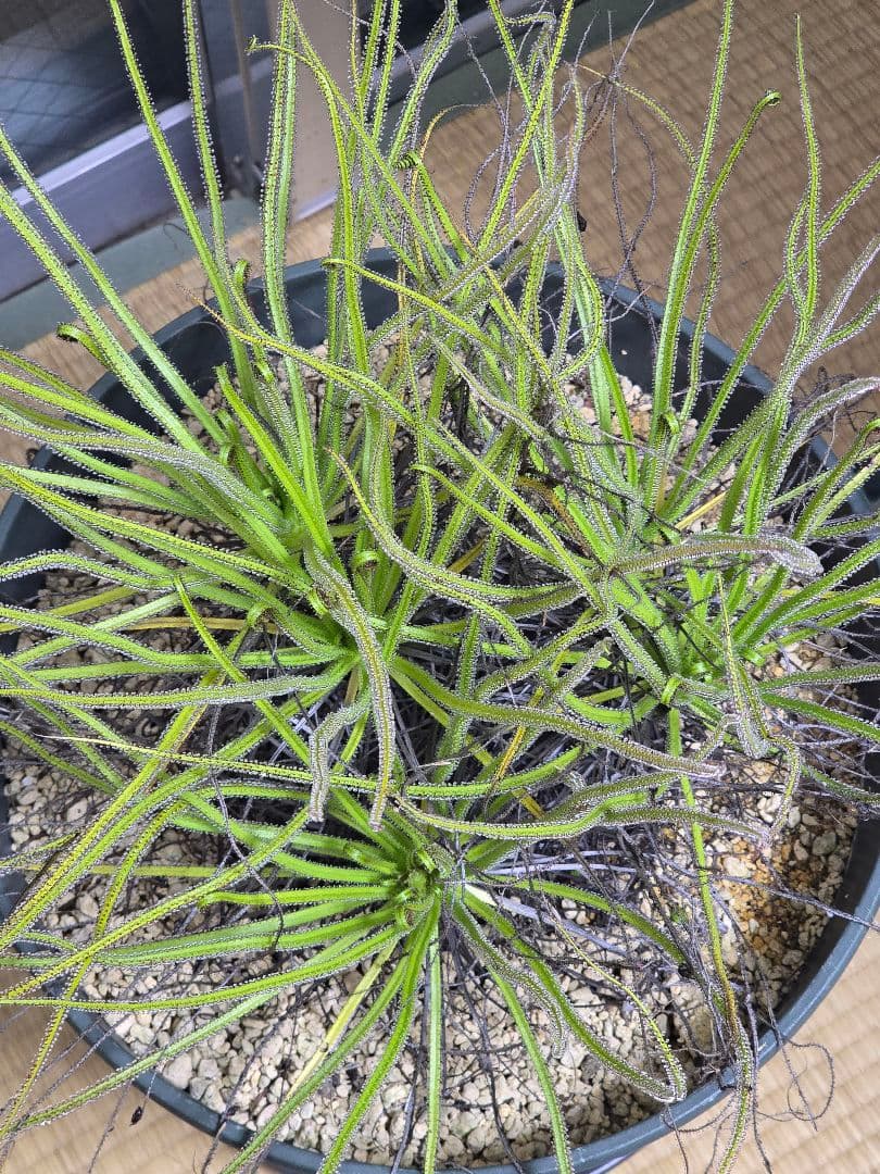 ドロソフィルム　超大株