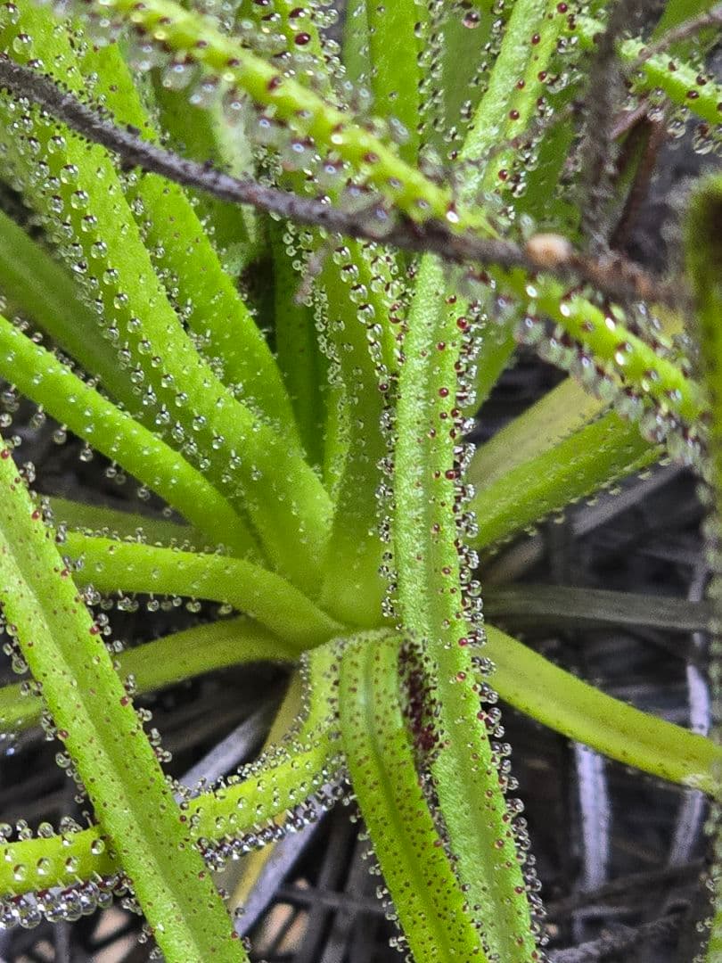 ドロソフィルム　超大株