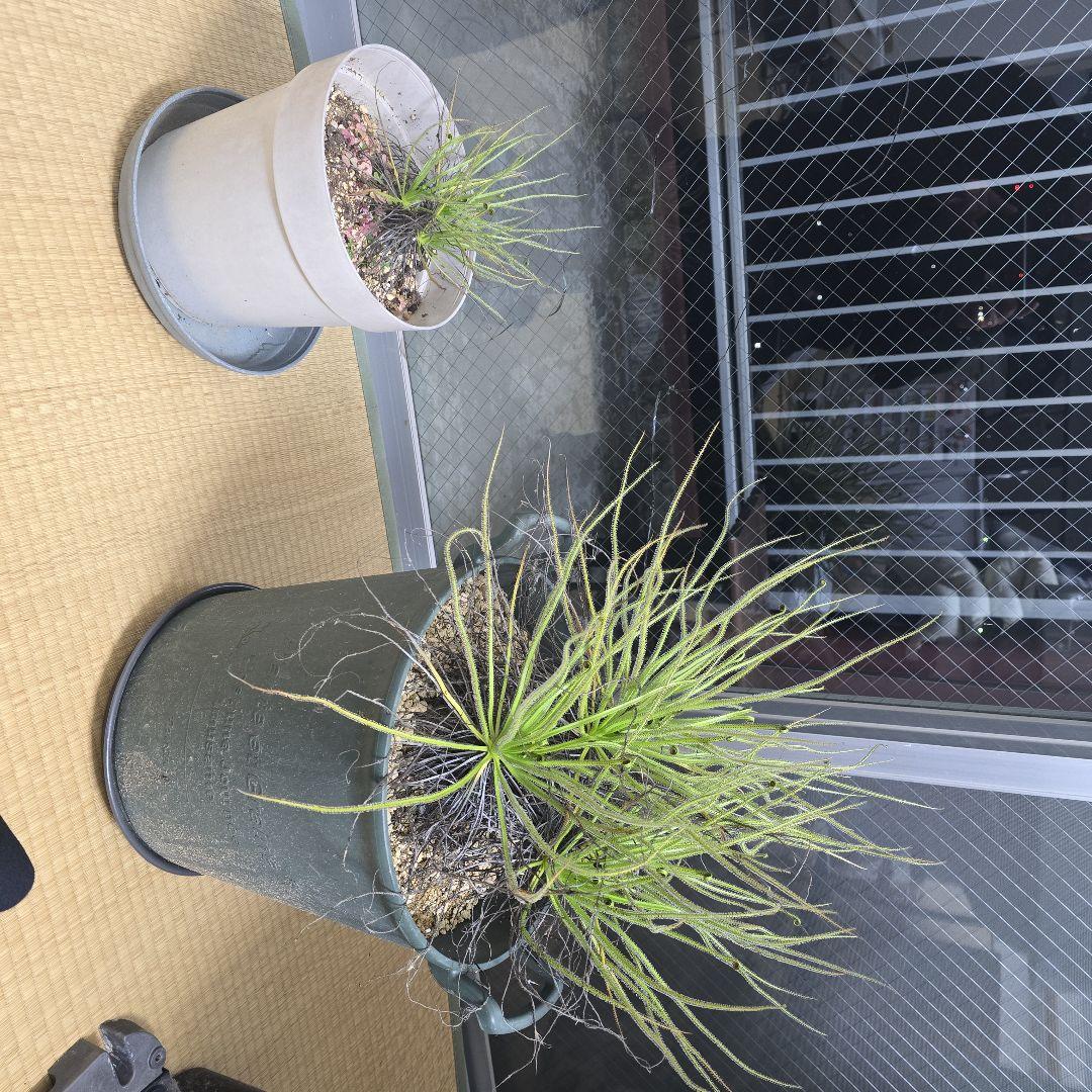 ドロソフィルム　超大株