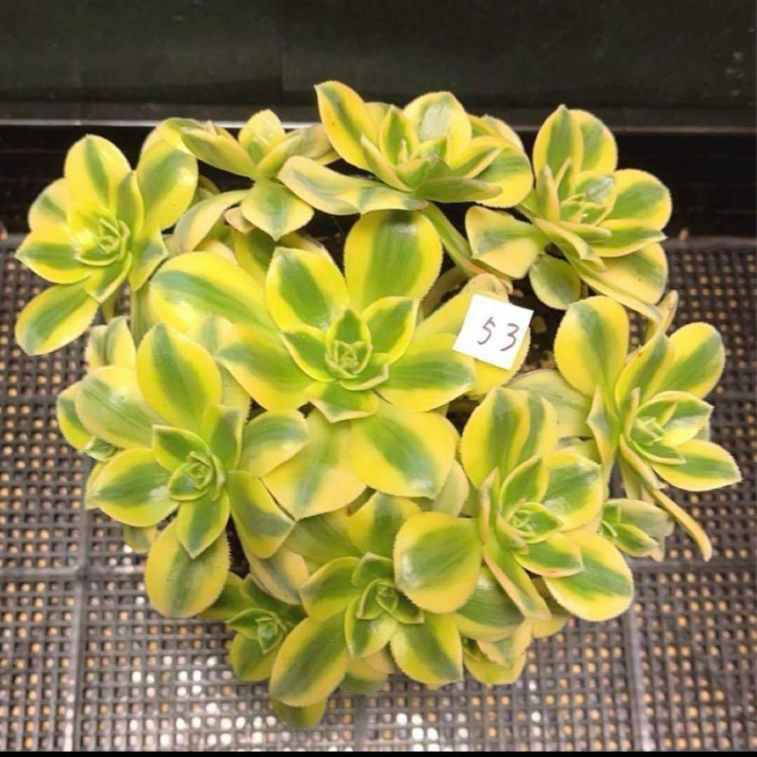 53#多肉植物ア工オニウム錦❤️スタ一バ一スト❤️12大頭 22cm拔き苗