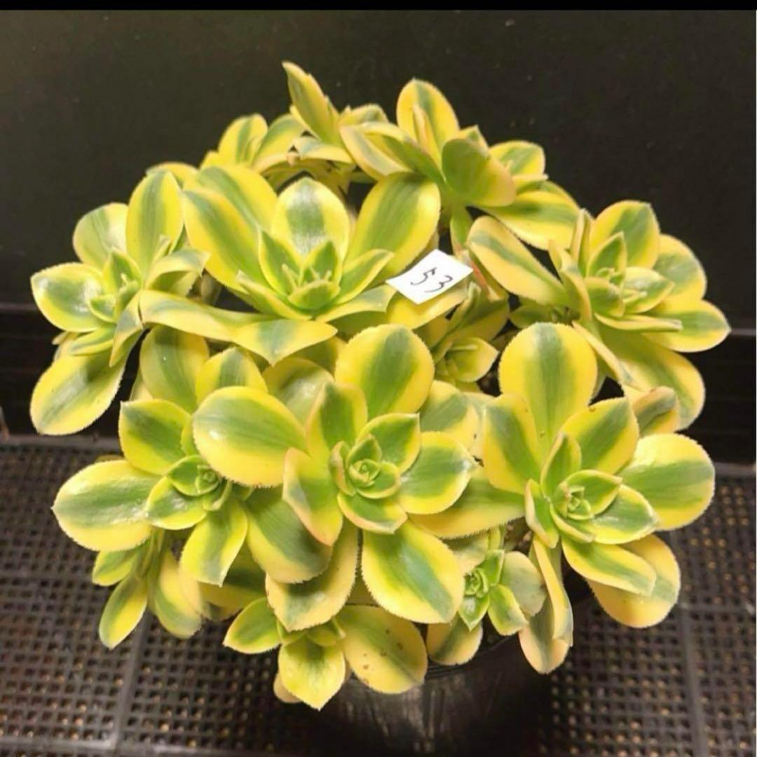 53#多肉植物ア工オニウム錦❤️スタ一バ一スト❤️12大頭 22cm拔き苗