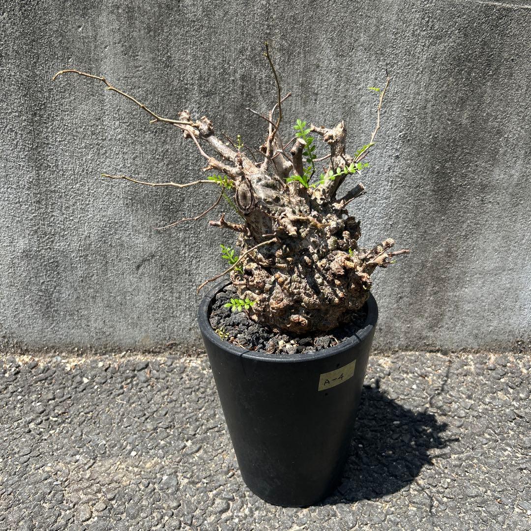 塊根植物 新芽あり パキプス