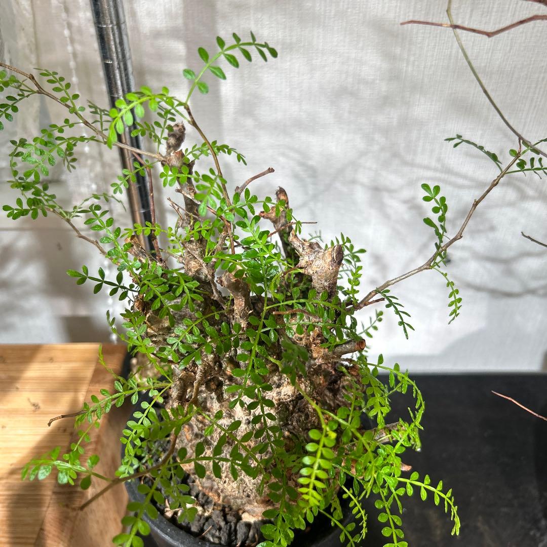 塊根植物 新芽あり パキプス