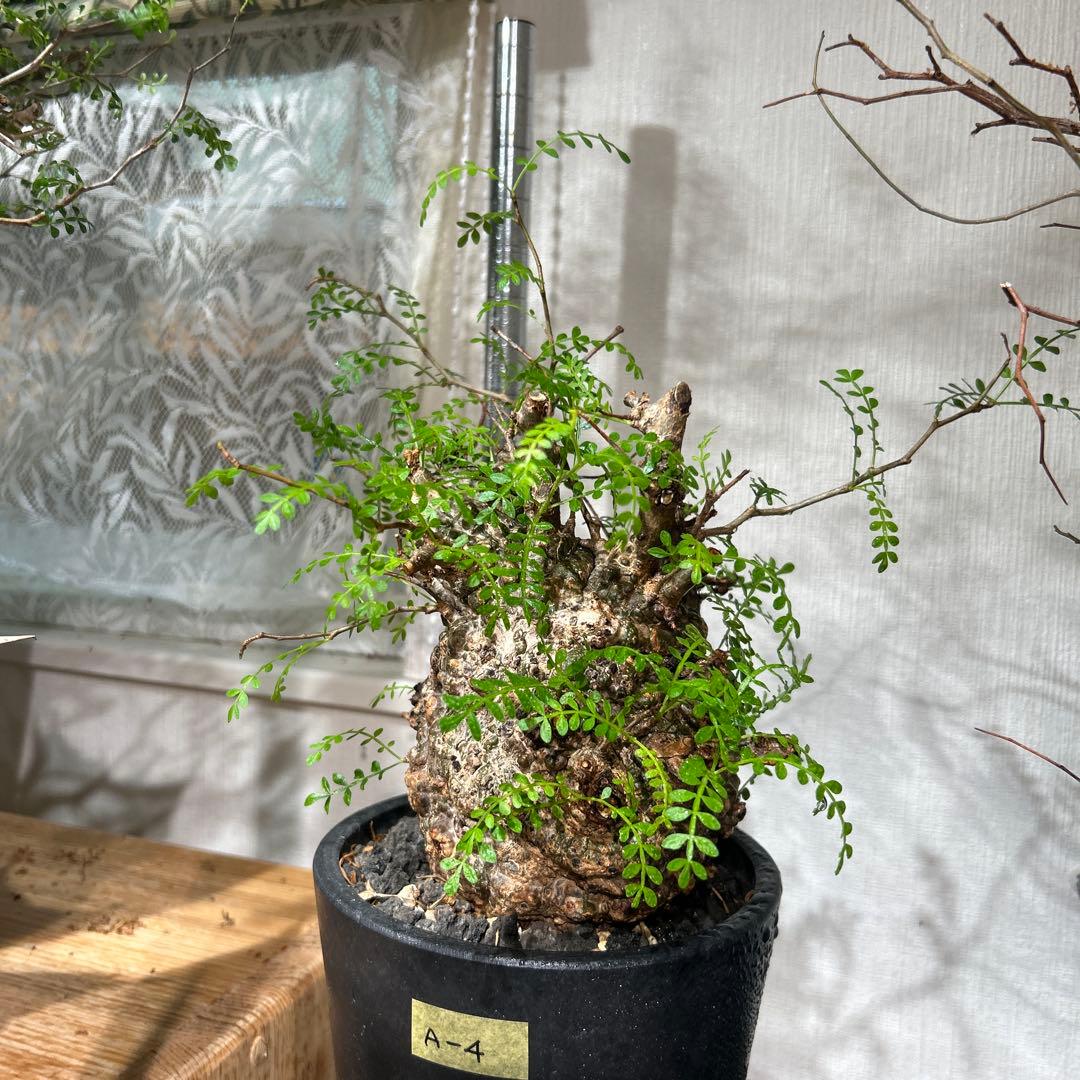 塊根植物 新芽あり パキプス