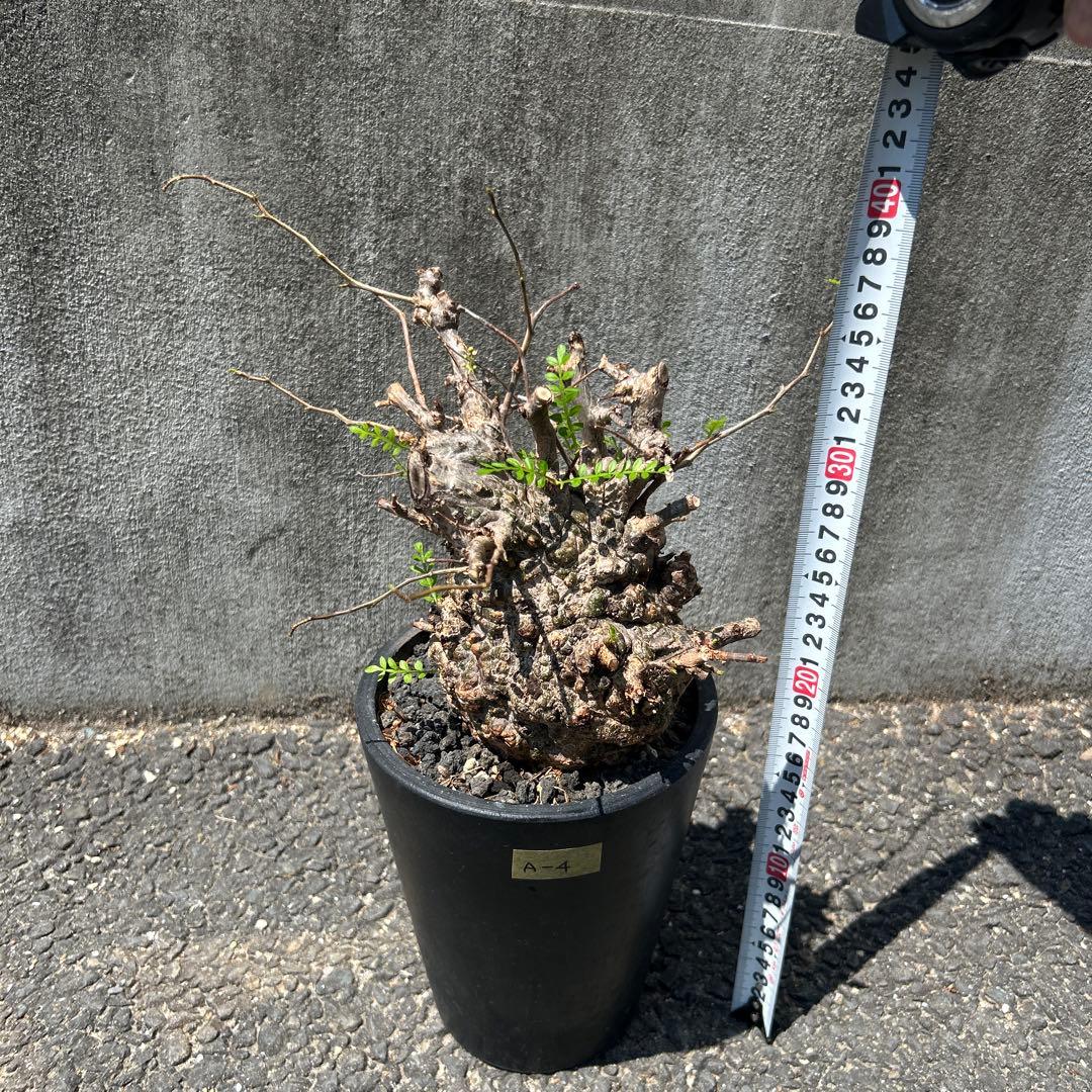 塊根植物 新芽あり パキプス