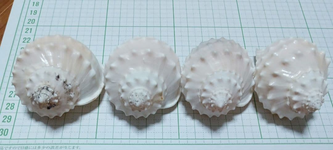 貝殻標本　カブトボラ　②　蓋つき