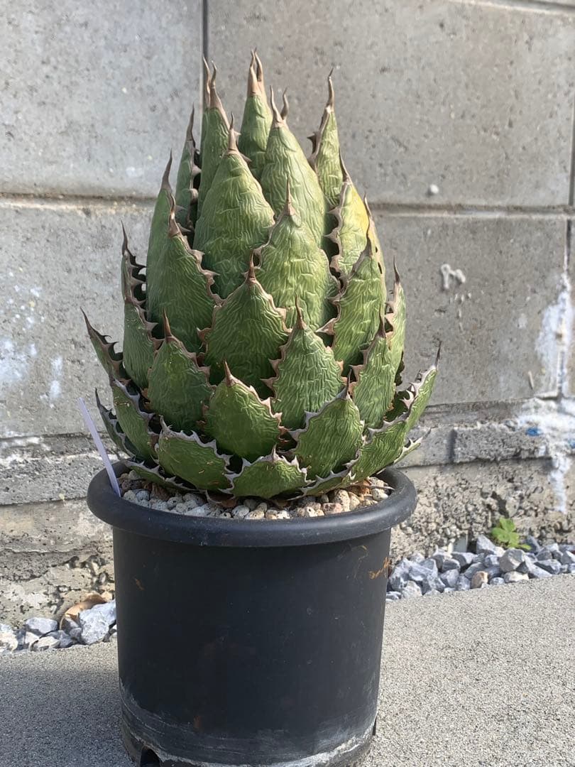 アガベ ホリダ　大株　国産実生　特選　ロックガーデン　チタノタ　オアハカ　USA