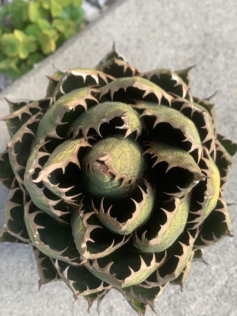 アガベ ホリダ　大株　国産実生　特選　ロックガーデン　チタノタ　オアハカ　USA