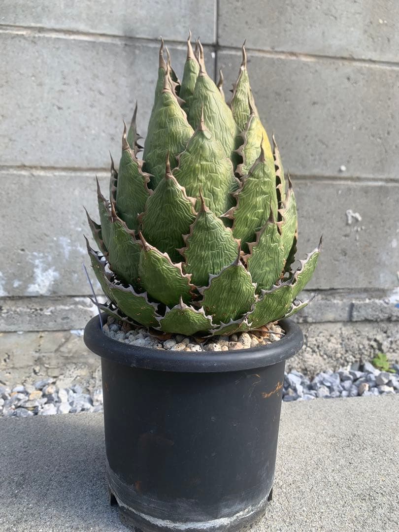 アガベ ホリダ　大株　国産実生　特選　ロックガーデン　チタノタ　オアハカ　USA