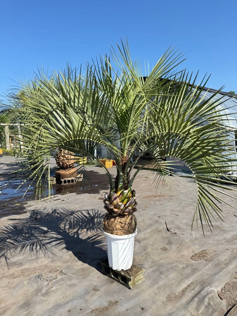 ココスヤシシルバーリーフ 【極太】葉先160cm 幹回り90cm 幹高30cm