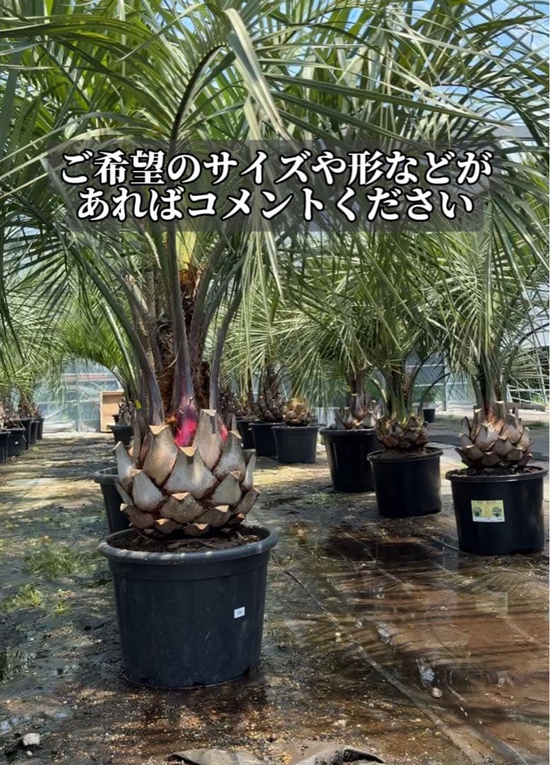 ココスヤシシルバーリーフ 【極太】葉先160cm 幹回り90cm 幹高30cm