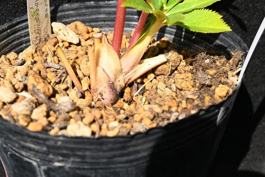 クリスマスローズ　認定かぐや姫　グロスかぐや姫交配　加藤農園