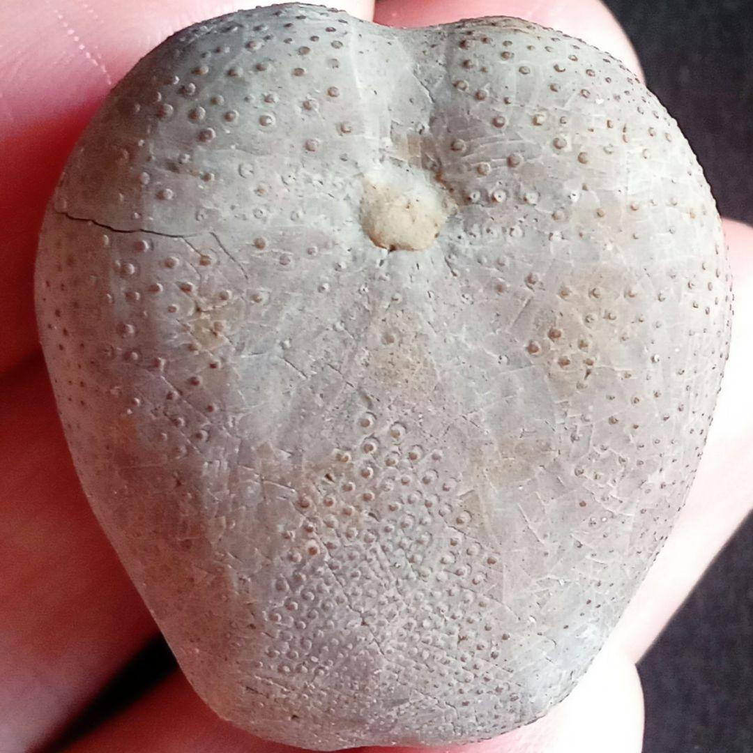 ウニ化石　ブンブク　30mm　極美麗　MAXIMUM　希少な標本