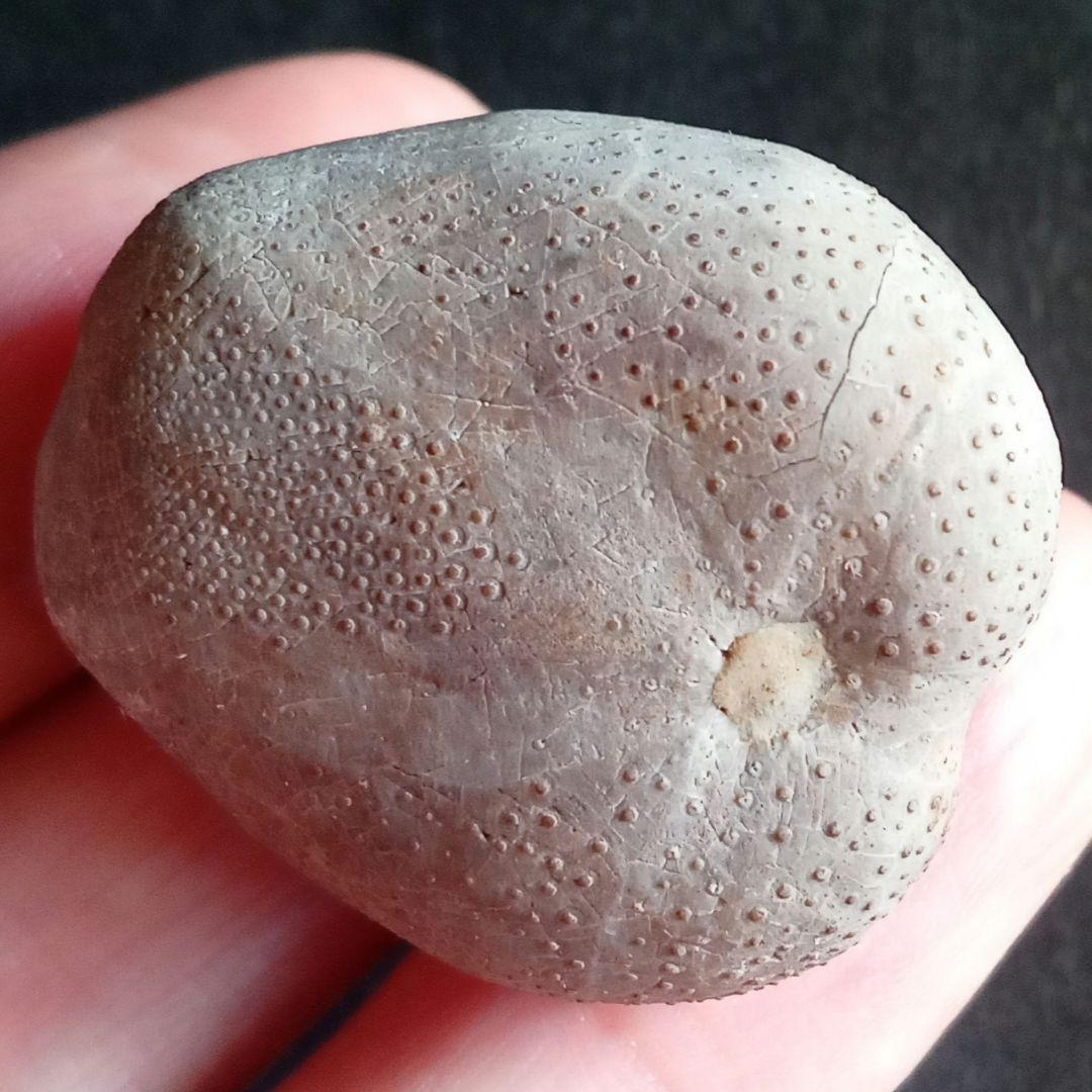 ウニ化石　ブンブク　30mm　極美麗　MAXIMUM　希少な標本