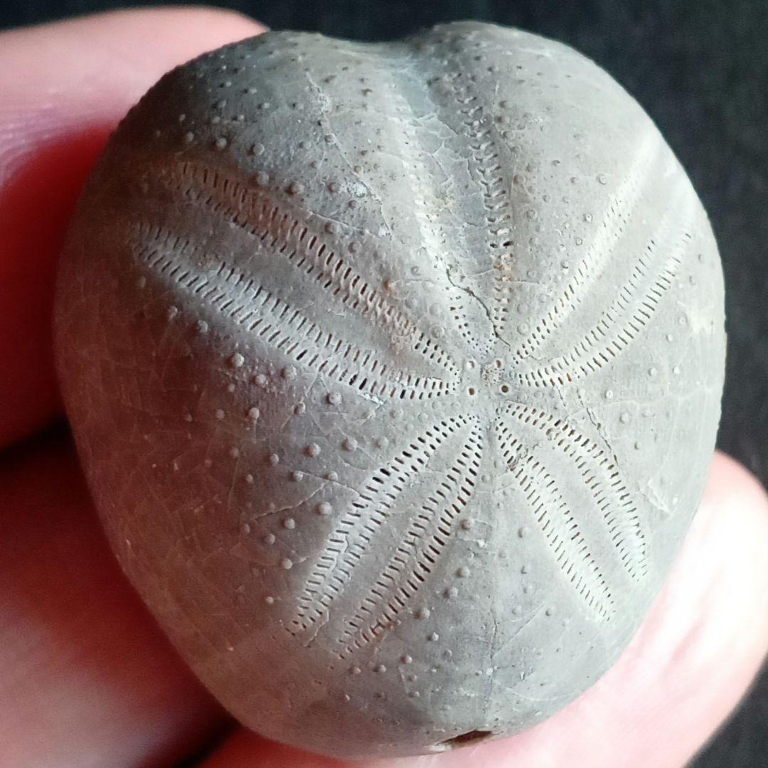 ウニ化石　ブンブク　30mm　極美麗　MAXIMUM　希少な標本