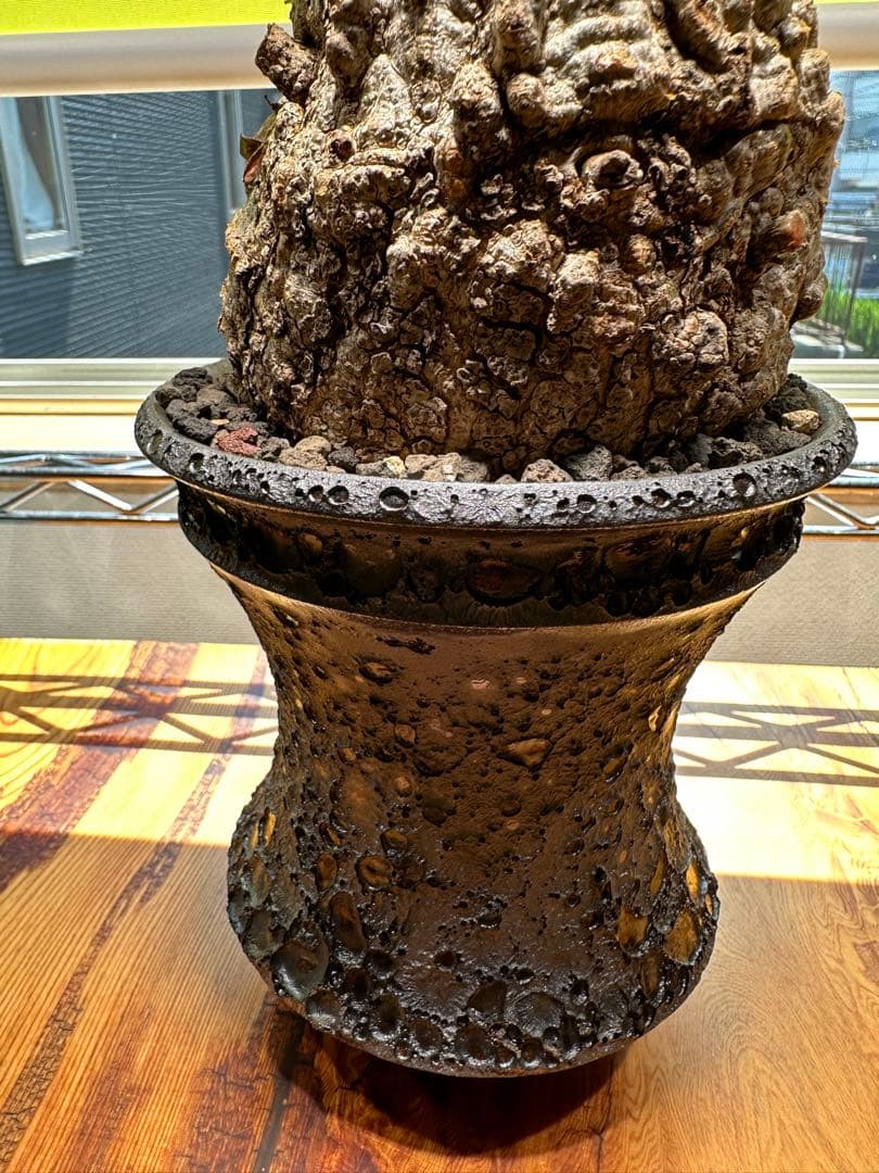 オペルクリカリアパキプス 現地球　発根済　良型　カタチ製作所