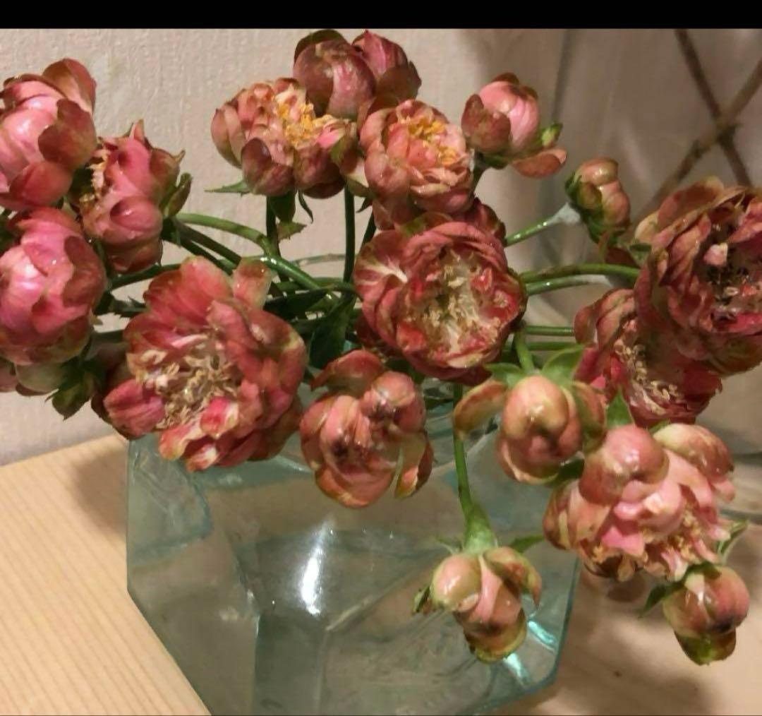 アンティークカラー　バラ(ᵔᴥᵔ)かわいいお庭♡シャビーなガーデン　スプレーバラ