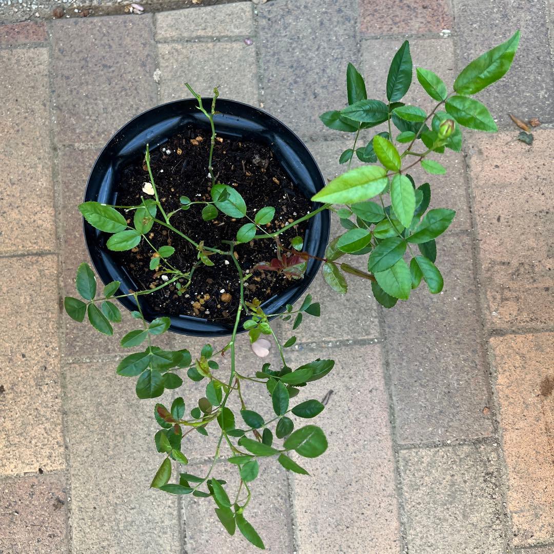 アンティークカラー　バラ(ᵔᴥᵔ)かわいいお庭♡シャビーなガーデン　スプレーバラ