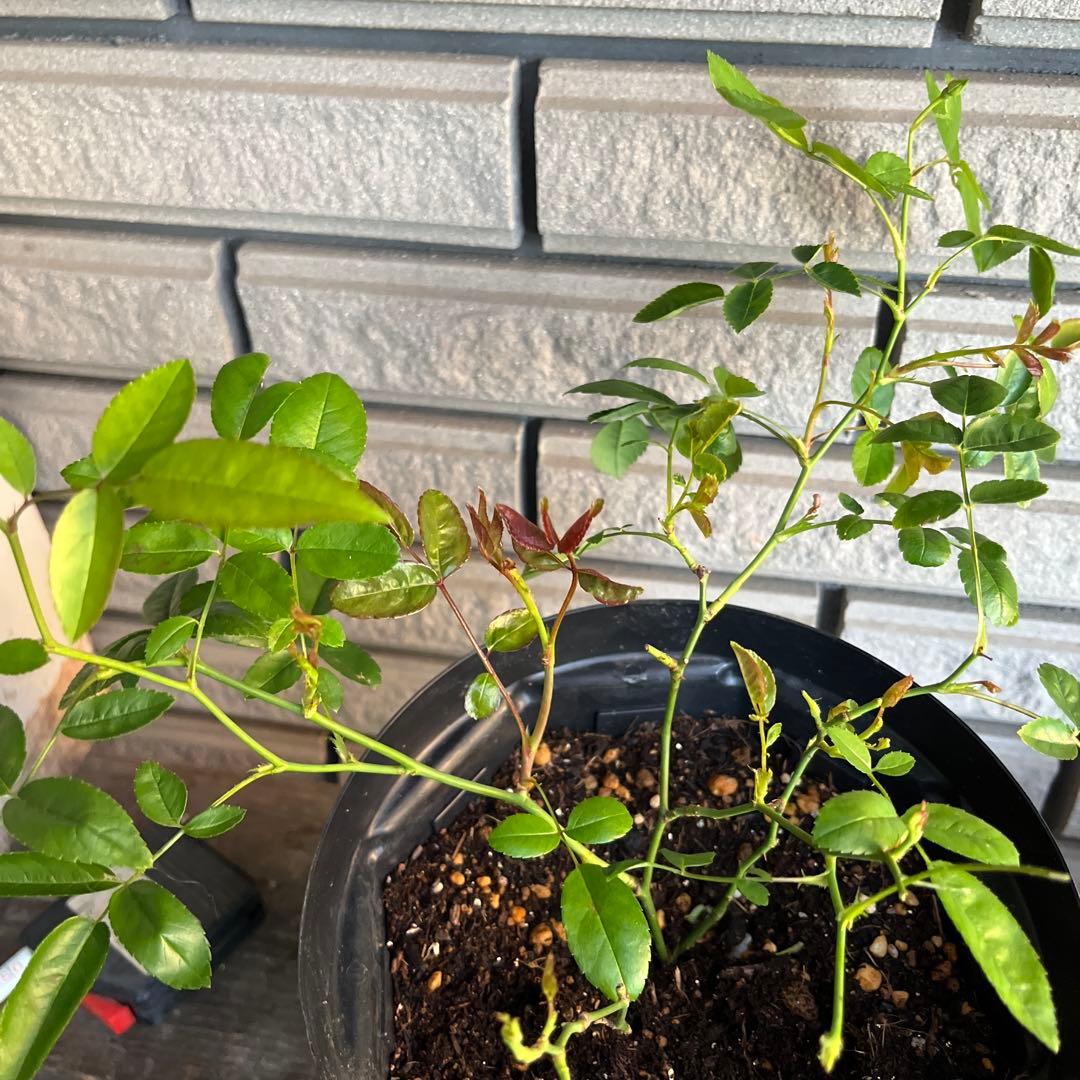 アンティークカラー　バラ(ᵔᴥᵔ)かわいいお庭♡シャビーなガーデン　スプレーバラ