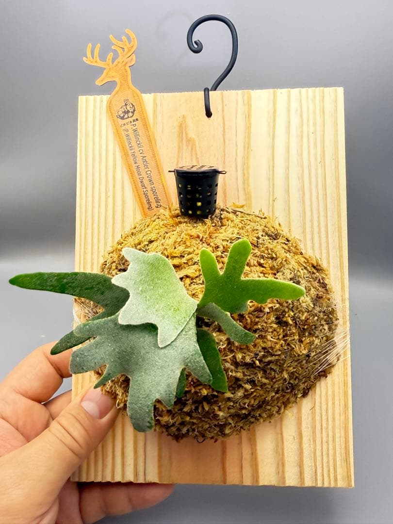 ビカクシダP.Antler Crown spore (YMDS)#