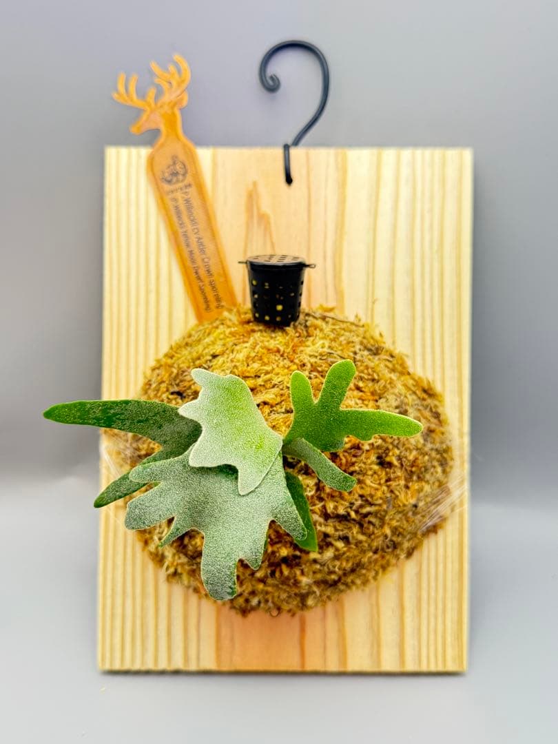 ビカクシダP.Antler Crown spore (YMDS)#