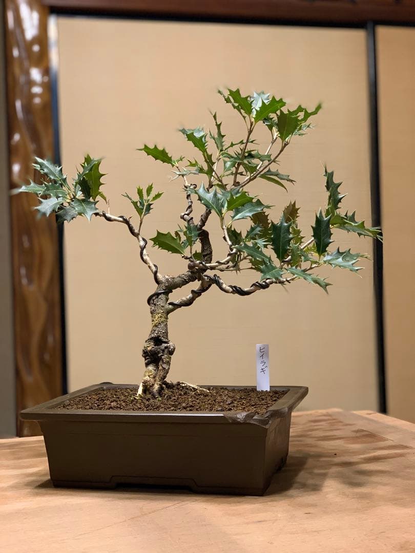 希少樹種　風情ある古木の根上がり柊（ヒイラギ）（検索/真柏赤松捻転懸崖盆栽）