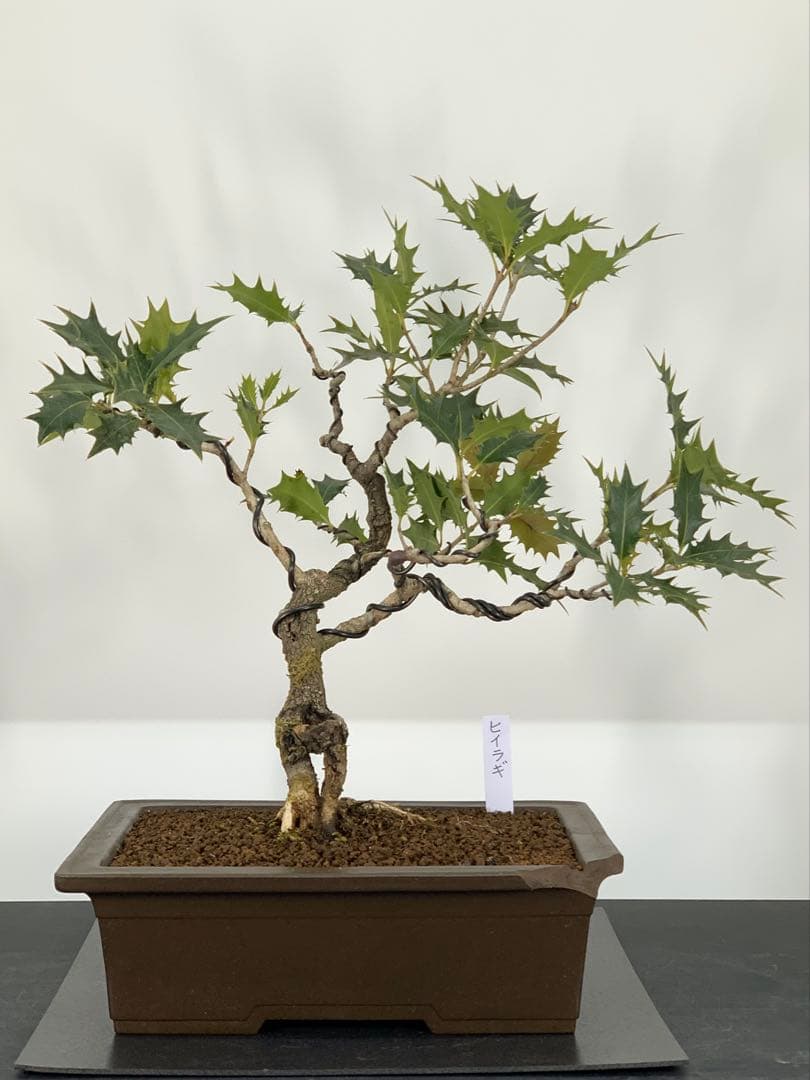 希少樹種　風情ある古木の根上がり柊（ヒイラギ）（検索/真柏赤松捻転懸崖盆栽）