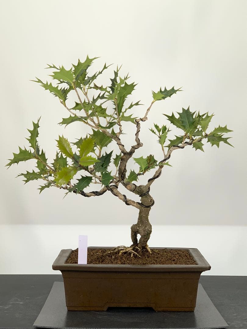 希少樹種　風情ある古木の根上がり柊（ヒイラギ）（検索/真柏赤松捻転懸崖盆栽）