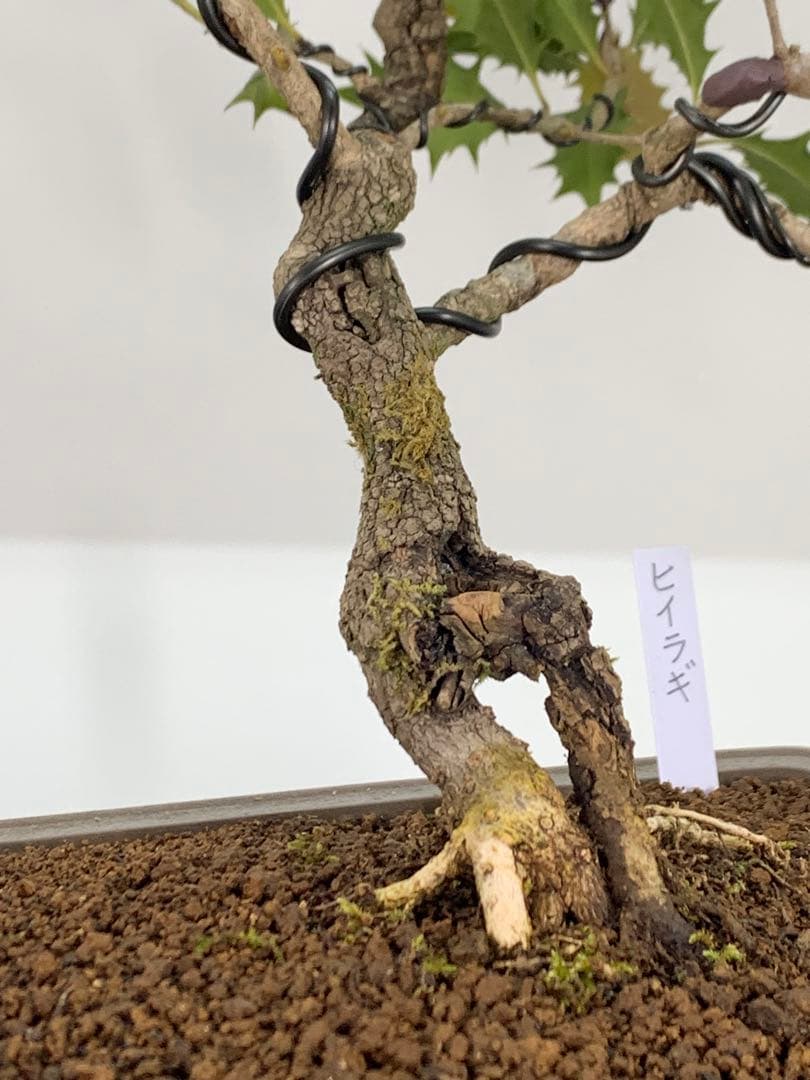 希少樹種　風情ある古木の根上がり柊（ヒイラギ）（検索/真柏赤松捻転懸崖盆栽）
