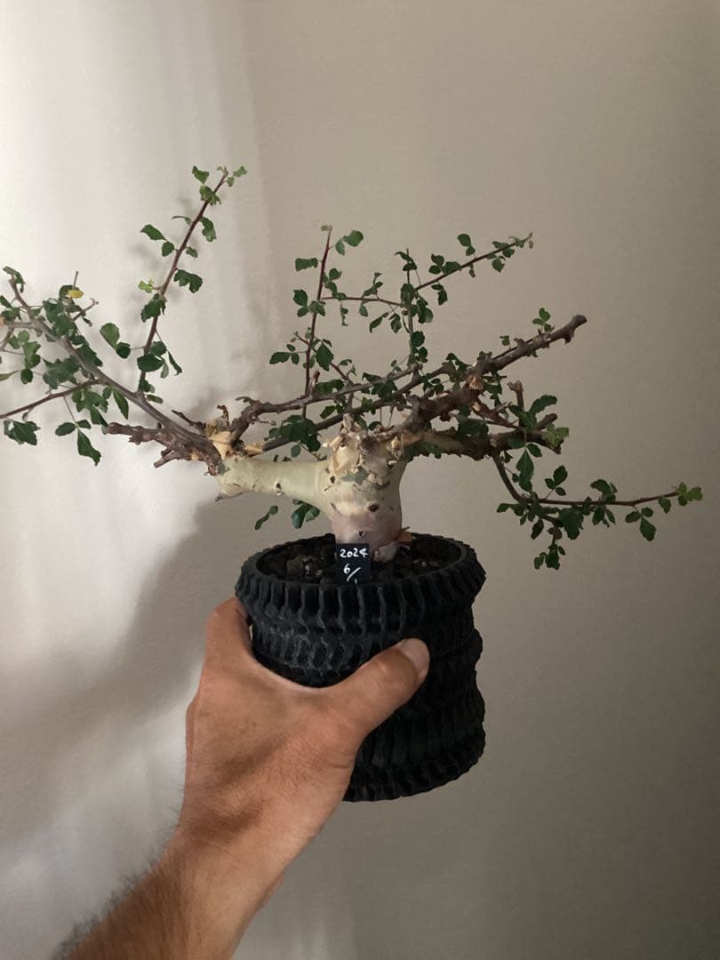 コミフォラ　カタフ　ターカネンシス　鉢付き　低重心