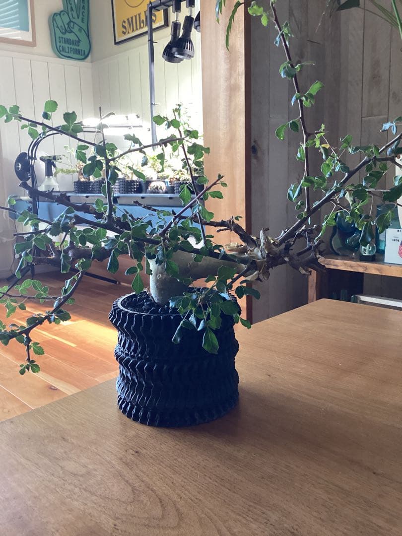 コミフォラ　カタフ　ターカネンシス　鉢付き　低重心