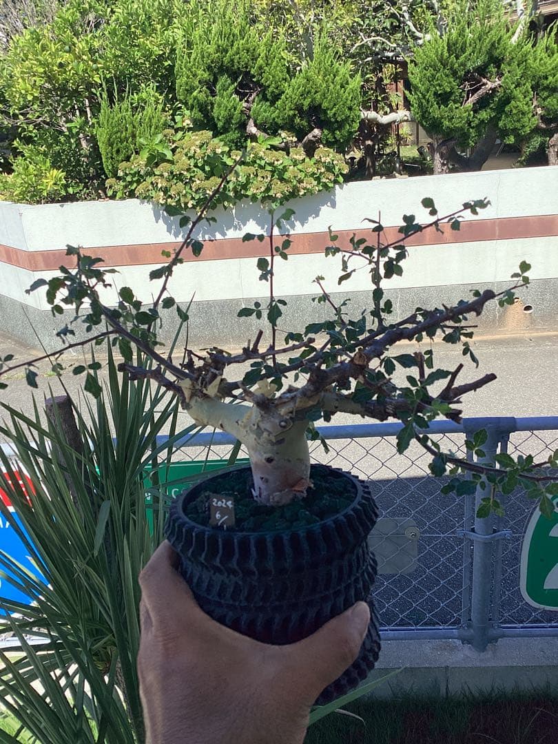 コミフォラ　カタフ　ターカネンシス　鉢付き　低重心