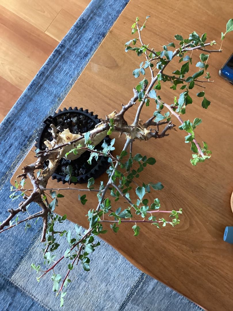 コミフォラ　カタフ　ターカネンシス　鉢付き　低重心