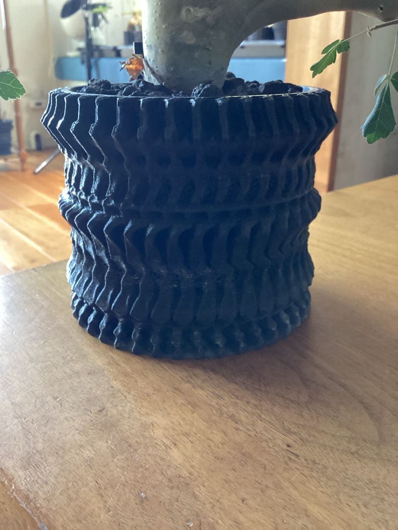 コミフォラ　カタフ　ターカネンシス　鉢付き　低重心