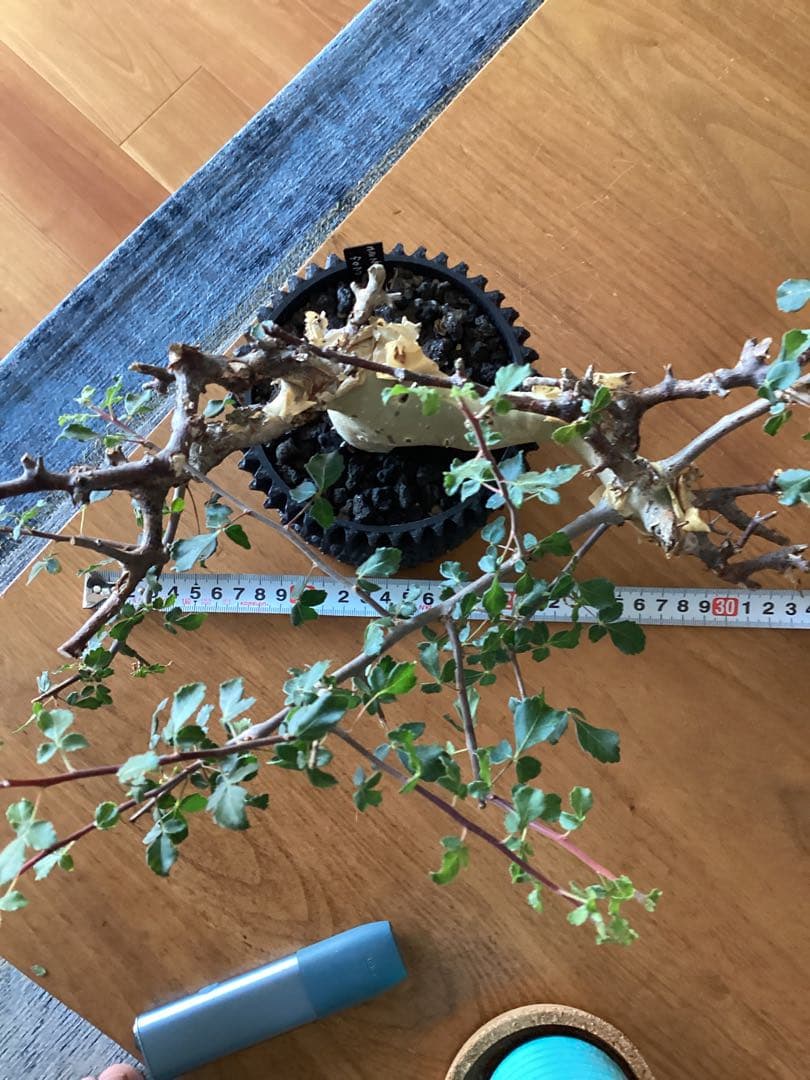 コミフォラ　カタフ　ターカネンシス　鉢付き　低重心