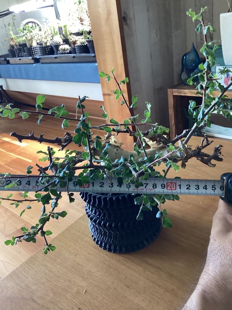 コミフォラ　カタフ　ターカネンシス　鉢付き　低重心